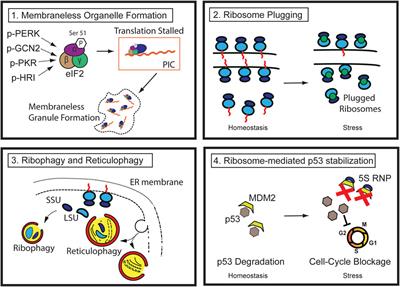 The coordinated management of ribosome and translation during injury and regeneration